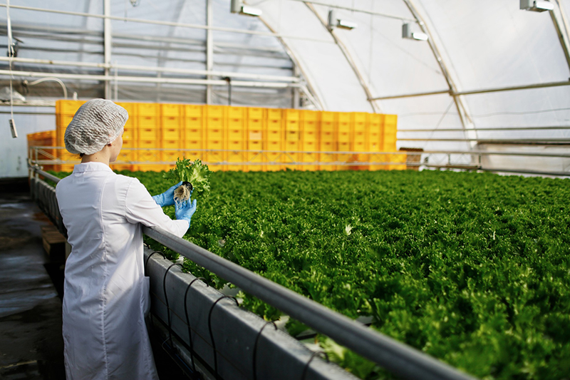 biotechnology woman engineer examining plants disease