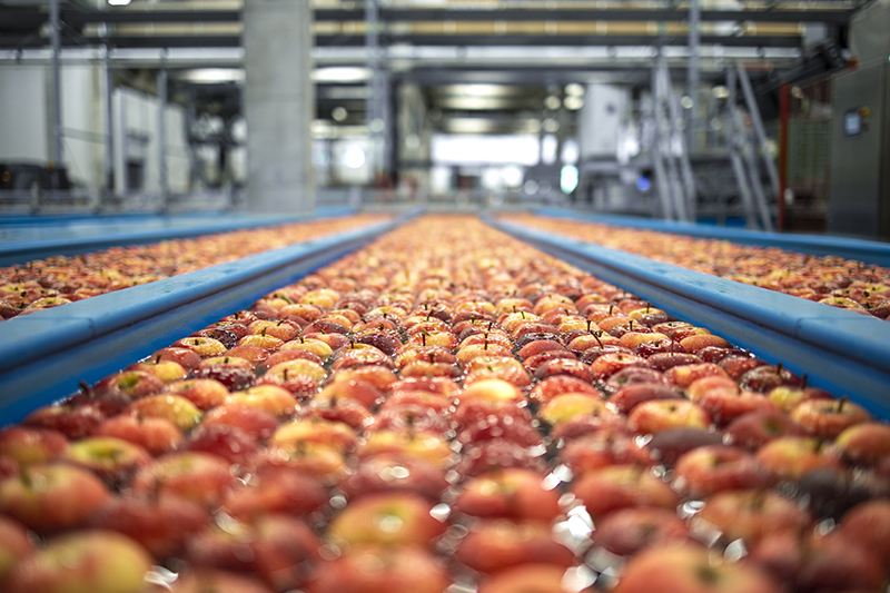 Food processing plant interior with apples floating in water tan